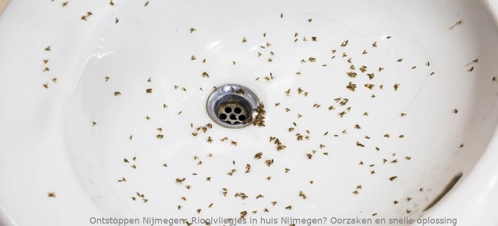 Rioolvliegjes in huis Nijmegen? Oorzaken en snelle oplossing